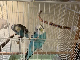 The Ins, Outs, and Upside Downs of Budgie Parenting