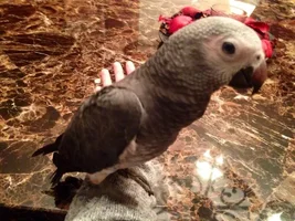 Edgar is home!