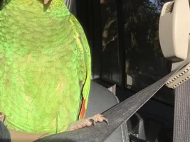 traveling with pet bird!