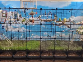 My parakeets are dying