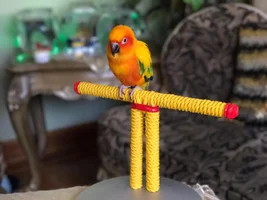 Help with my new sun conure