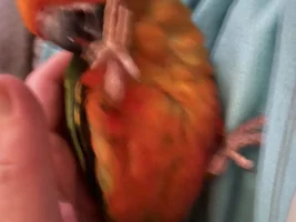 Do I have a red factor sun conure?