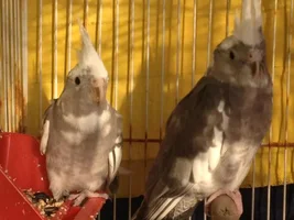 New Cockatiel's added to the flock
