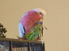 Hello! Galah advice and support please!