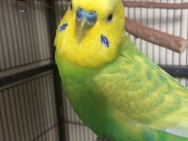 Cage Set-up for Elderly/Arthritic Budgie