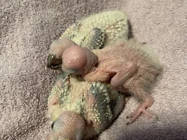 Baby sun conures!