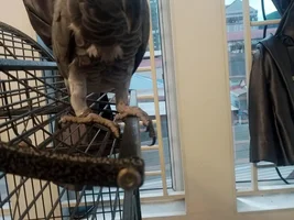 Downy feathers sticking out