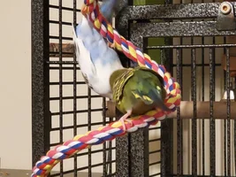 Bunch of cute Budgies