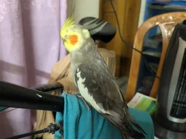 How do i treat a sick cockatiel? (Emergency)