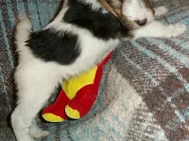 Our new puppy !