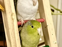 Ringneck is stuck in quarantine, any advice is very welcome please!