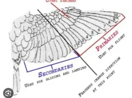 Feather Issue?