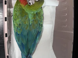 Weaning macaw