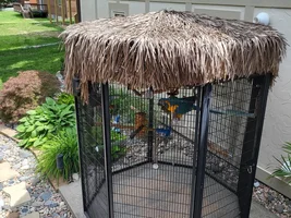 My Blue Throated Macaw, Oni