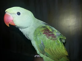 A Newbie with an Alexandrine....Please Help!