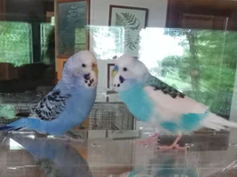 Help selecting a cage?