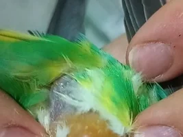 Help, lipoma in Budgie belly