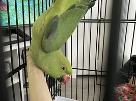 Little help