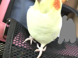 cockatiel doesn't sing alot