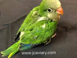 I reserved my Quaker baby!