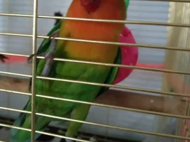 my lovebird thats been with me 2 years is sick and I couldnt find anything about him