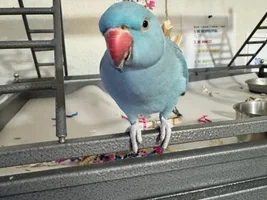 I need to rehome my IRN-Northern CA
