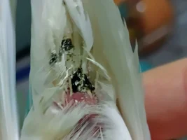 Budgie with paralyzed? Right foot, and with poop stuck to the vent?