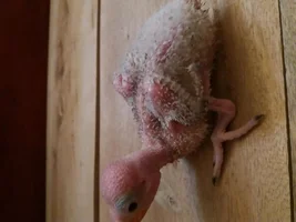 Need help with my rescued baby alexandrine parrot