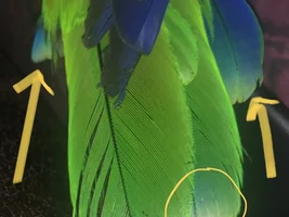 New tail feathers