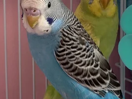 Uh oh! Boy budgie is a girl?