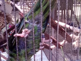 Wet chickens!!