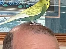 Funny Things Our Budgies Do