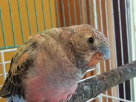 What gender is this Bourke's Parakeet?
