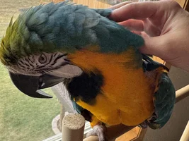 Personality difference between male and female blue and gold macaws?