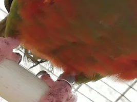 What is this?