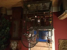 New African Grey...meet Sam