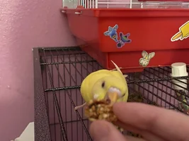 Cricket’s thread!