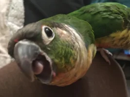 Hello