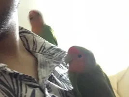 lovebird doesnt seem to sleep