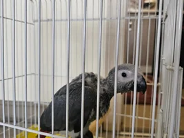 What age to introduce cage to baby parrot?