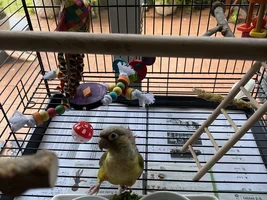 Help! Need advice..