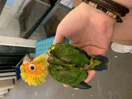 Jenday or Sun Conure?