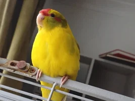 Kakariki sexing