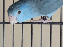 Companion for my 6-yr old parrotlet