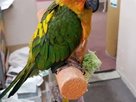 sleepy bird pics thread!!!