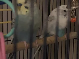 Is my white budgie okay?