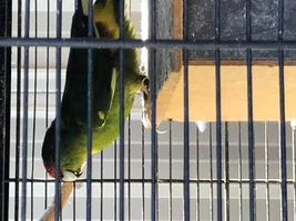Kakariki parrot