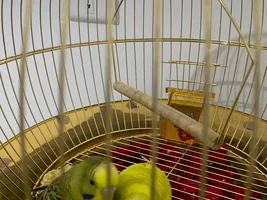 How can I know my 2 Lovebirds sex/gender