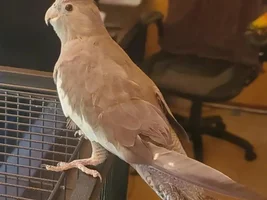 Texas Tiels Thread.