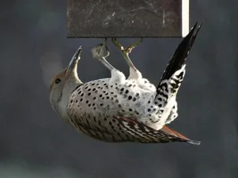 Christmas Bird Count